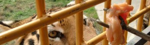 レッツ・ゴー・トゥー・上海野生動物園